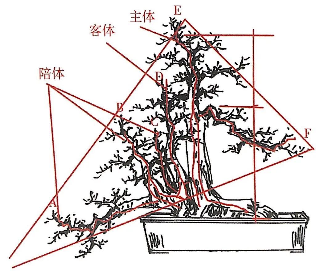 雀梅老桩盆景的造型,雀梅盆景树桩大全