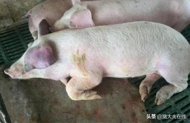 猪蓝耳和副猪的症状,猪蓝耳副猪疾病怎么治