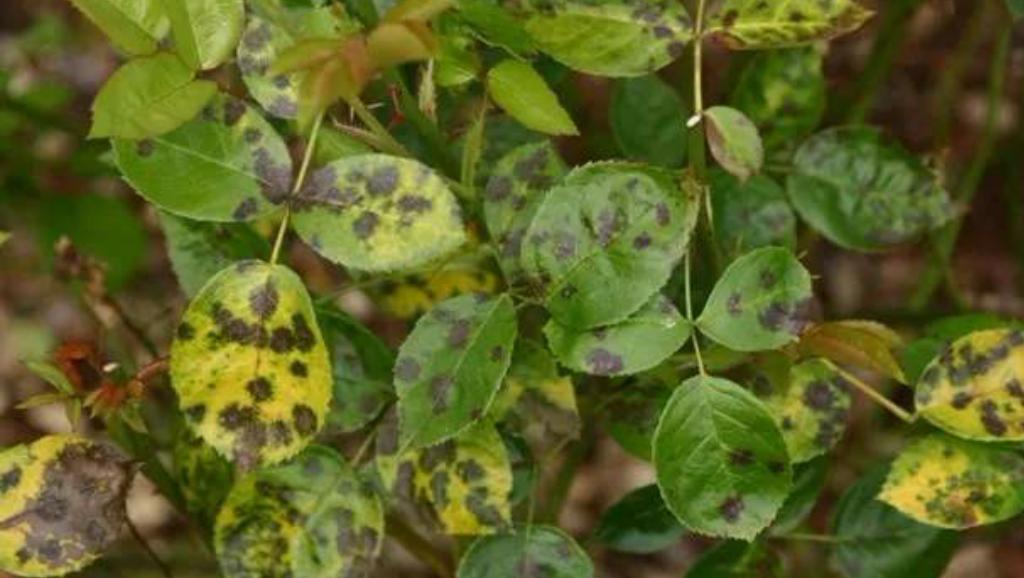 月季花黑斑病治疗的土方法,月季花黑斑病的预防方法