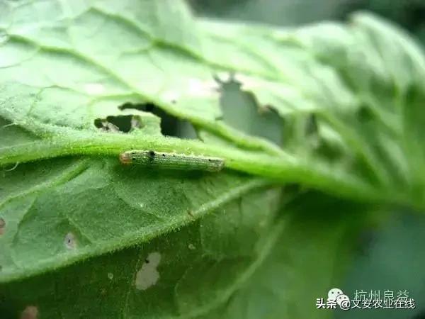 西瓜病虫害防治方法,盆栽西瓜怎么预防虫害