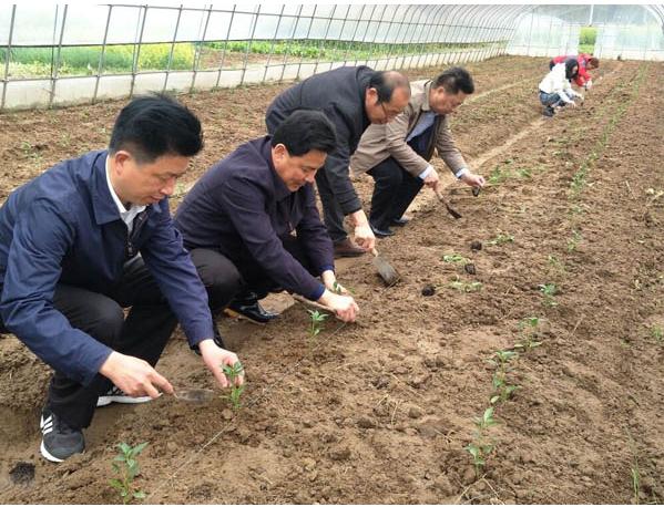 舒城：“苏方明这一轮蔬菜长势怎样”，牵动县领导赵强的心