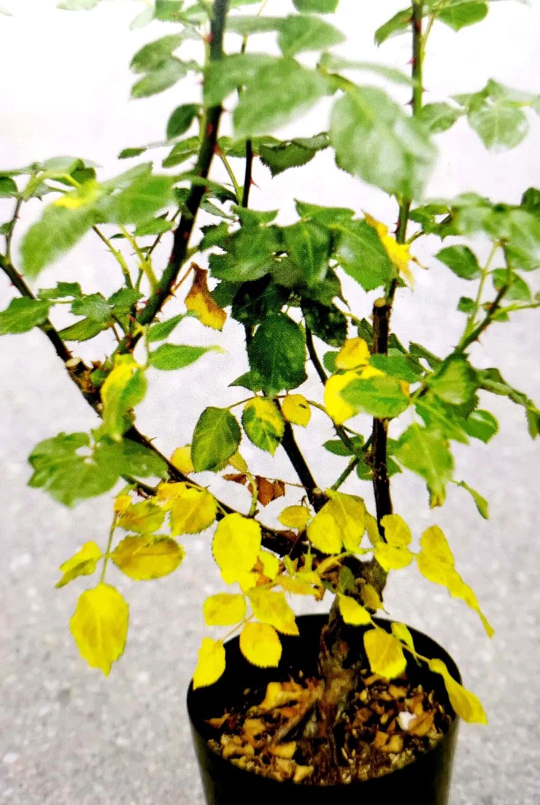 6月即到，阳台上的盆栽月季这样养必能爆花到让你欣喜