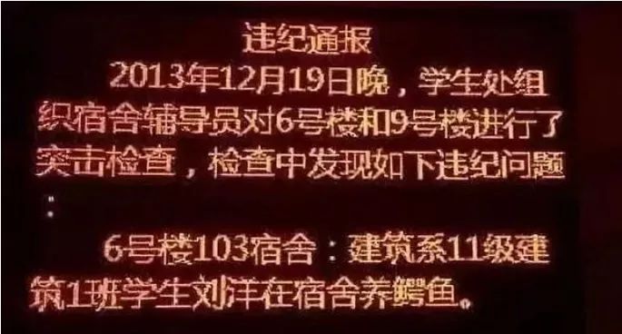 那些年舍友养过的奇葩宠物,你们身边的人都养什么奇怪的宠物