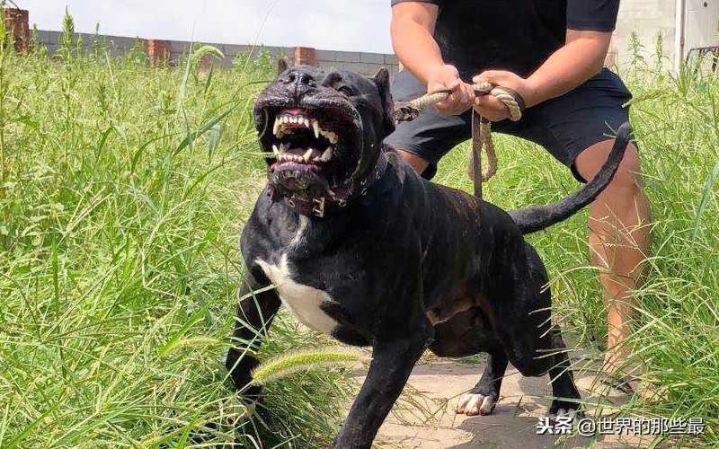 看家护卫攻击性最强的特大猛犬,天生护卫性强的猛犬