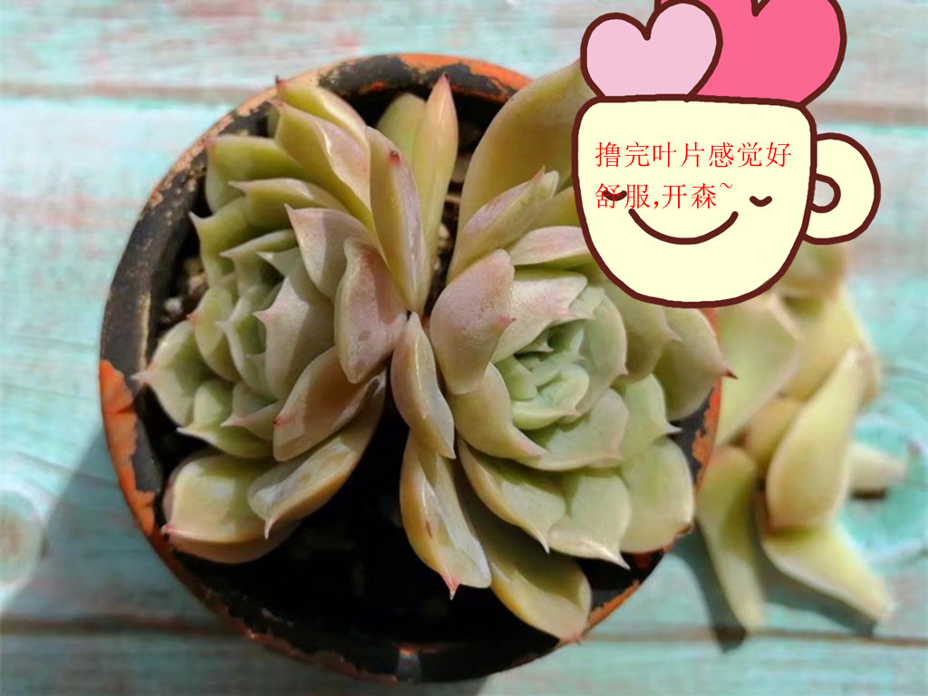 多肉病害不断，除了通风不好之外，最大的原因是潮湿，要这样解决