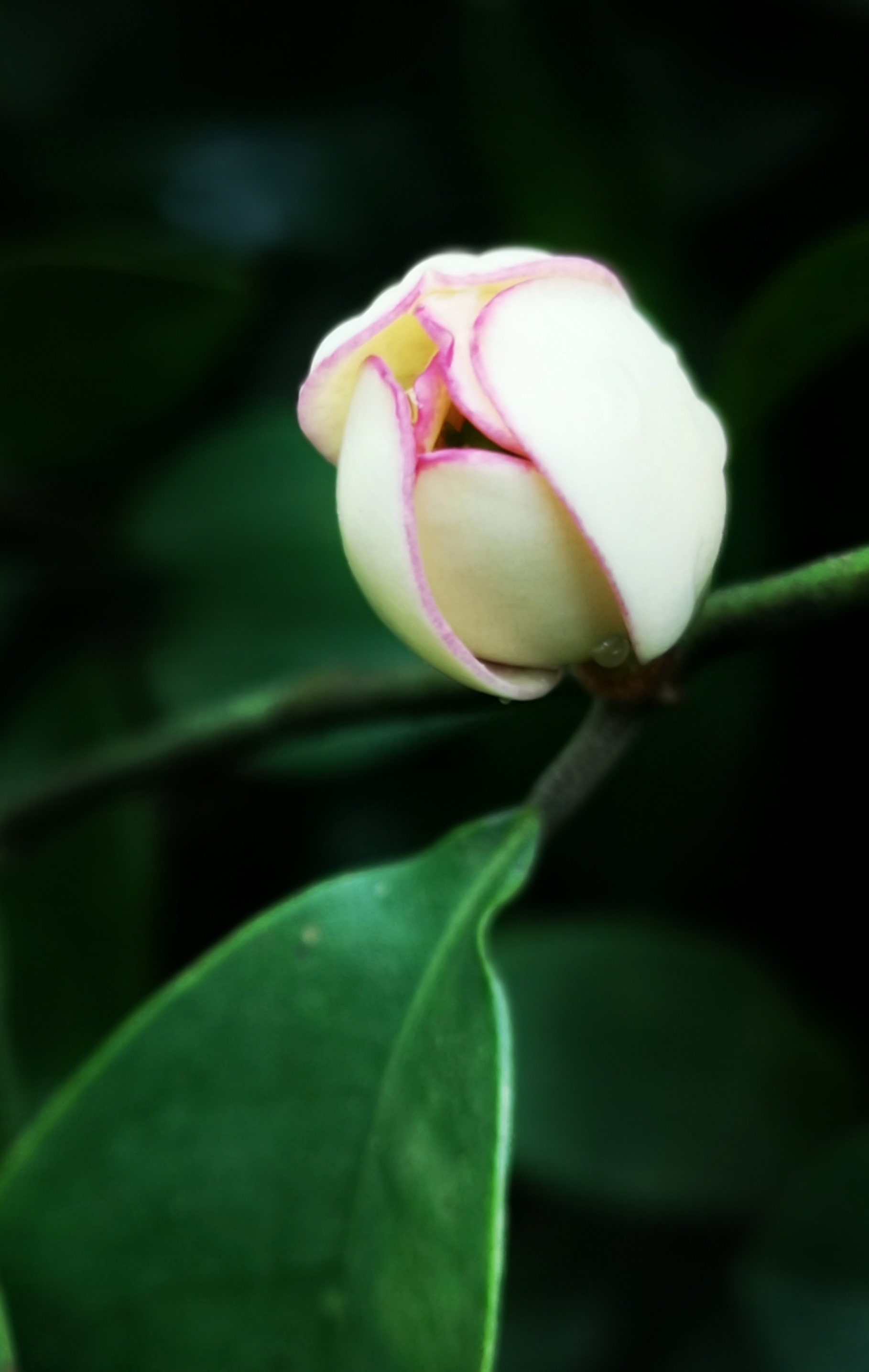 寻找身边的美丽身影,寻找身边美丽景色