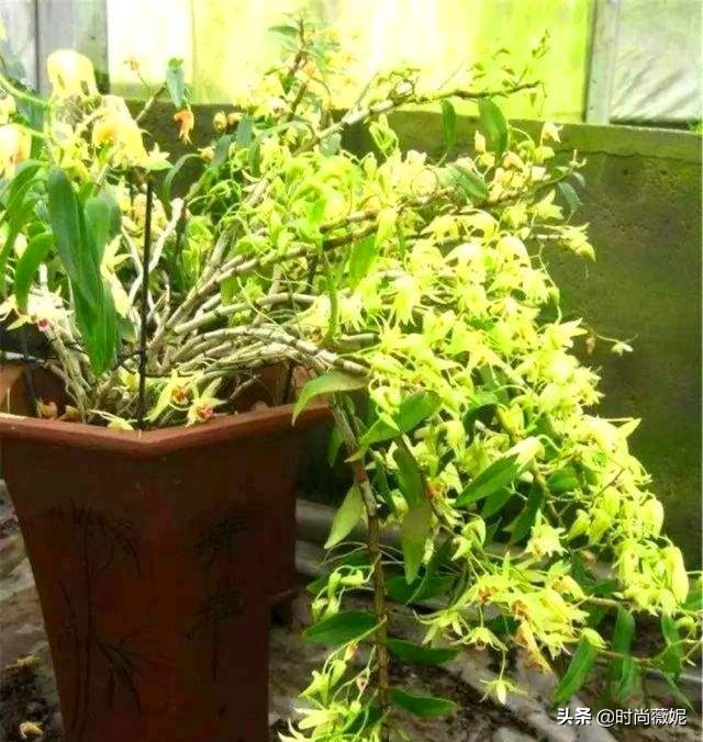 中国十大中药盆景,什么中药盆景越养越值钱