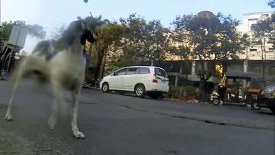 养一只流浪狗的感受,流浪狗的真实内心独白