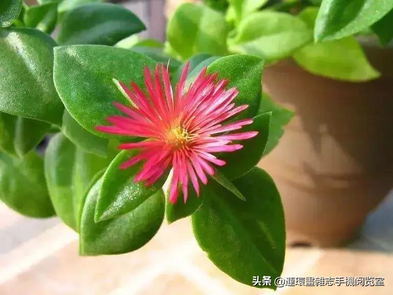 100种常见花卉植物图谱,100种花卉素描图谱