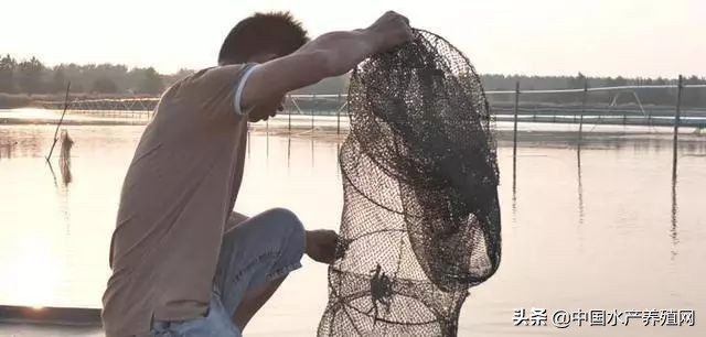 水草旺盛怎么还是爆藻,水草长得快说明水质好