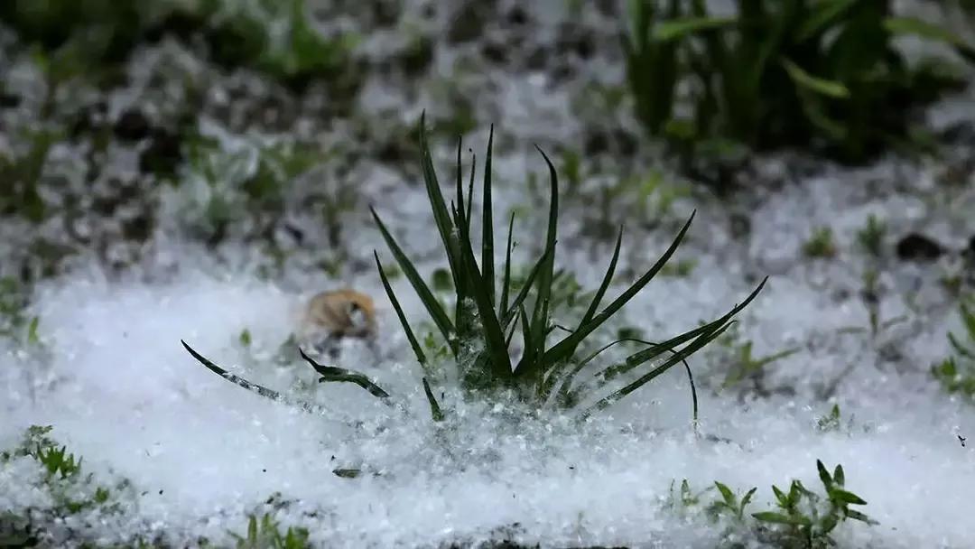 杨树的简介,杨树的全部作品