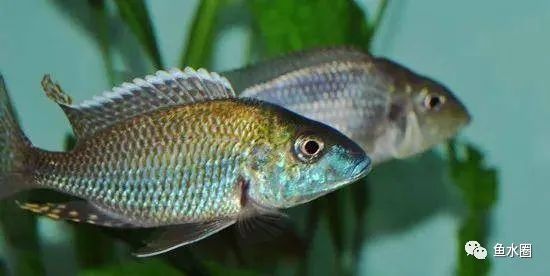 三湖慈鲷马鲷孔雀鱼多久发色,三湖慈鲷鱼之马鲷鱼