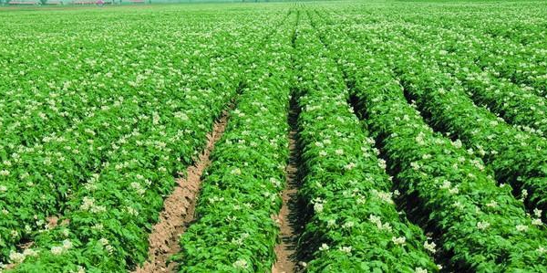 青菜怎么种植比较少病虫害,青菜种植秘诀