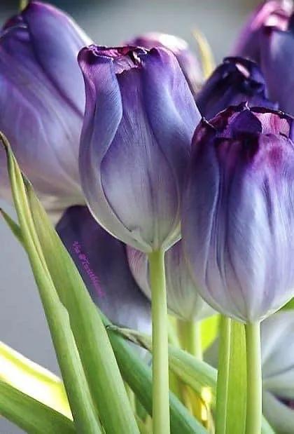 月季花的花花世界,郁金香的花海视频