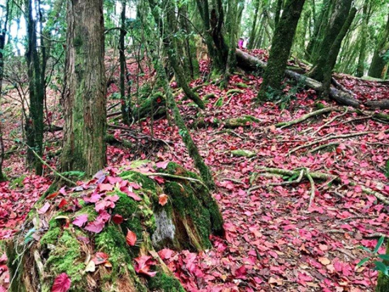 salomon登山鞋不防水,salomon户外鞋如何选择