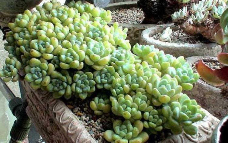 这6种多肉可不耐冻,这5种多肉植物繁殖快容易养