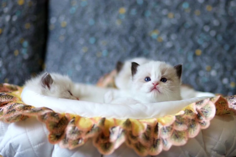 宠物猫行业前景如何,为什么宠物行业利润大