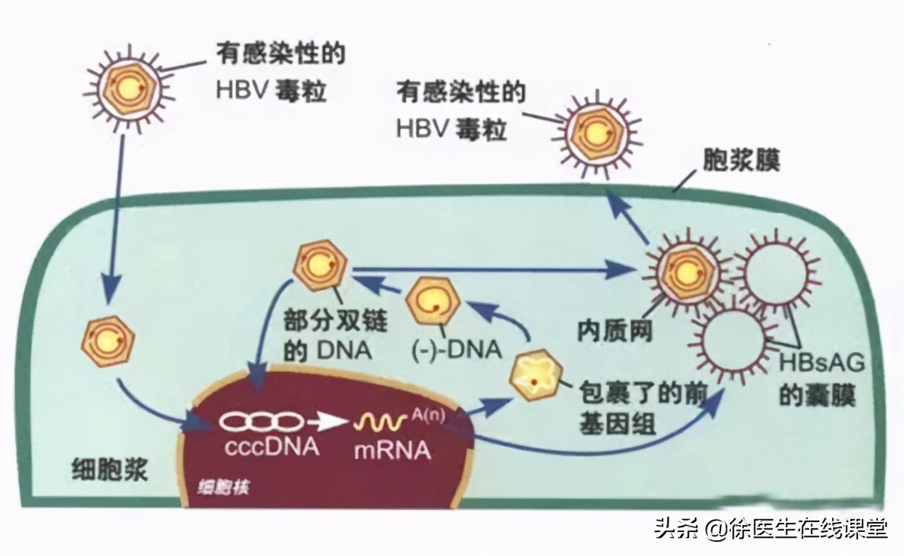 乙肝随着年龄增大能自然转阴吗,乙肝在什么情况下容易转阴