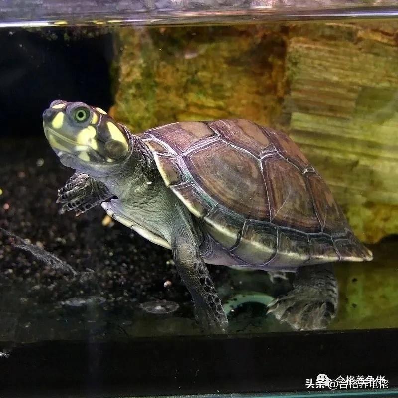 安利几个快速送走你的龟的好办法
