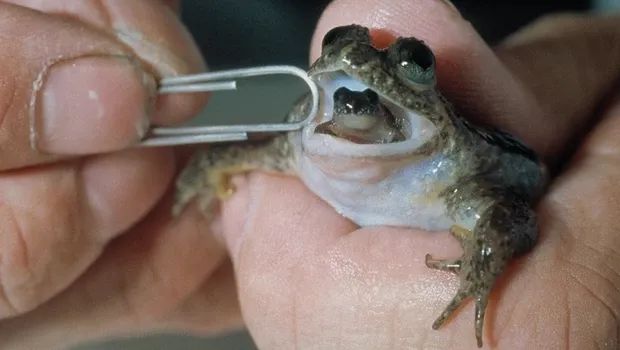 复活猛犸象实验,科学家有望复活猛犸象