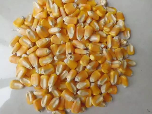 真菌毒素检测仪检测黄曲霉毒素,黄曲霉毒素用elisa检测