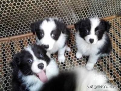 高颜值肌肉奶狗,什么样的小奶狗最可爱