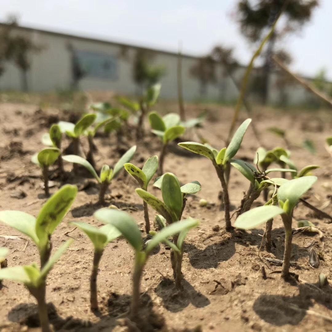 超生的孩子能读公办小学吗,乡村小学与城市小学区别
