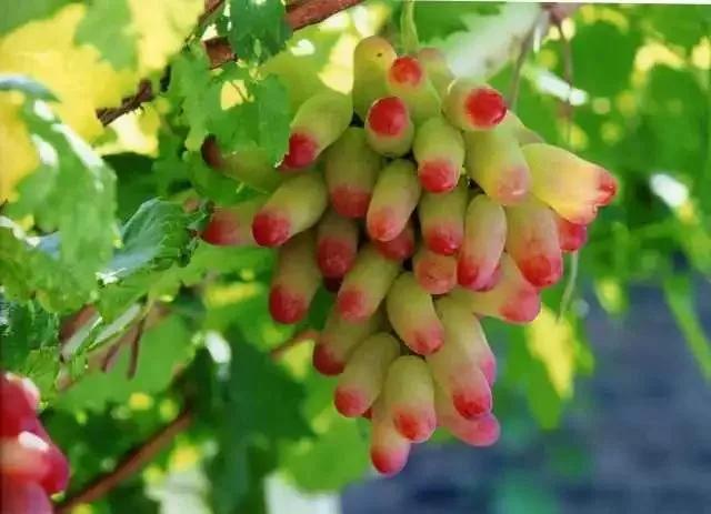 葡萄园观光技术视频,一品葡萄观光采摘园