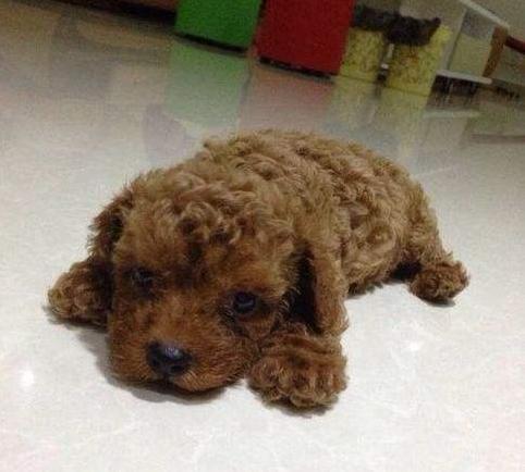 为什么我家泰迪喜欢往外跑,为什么我家泰迪一直盯着我看