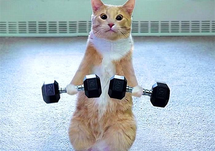 辟谣，猫咪睡觉摆尾并非装睡，轻易打扰，小心晚上头发不保