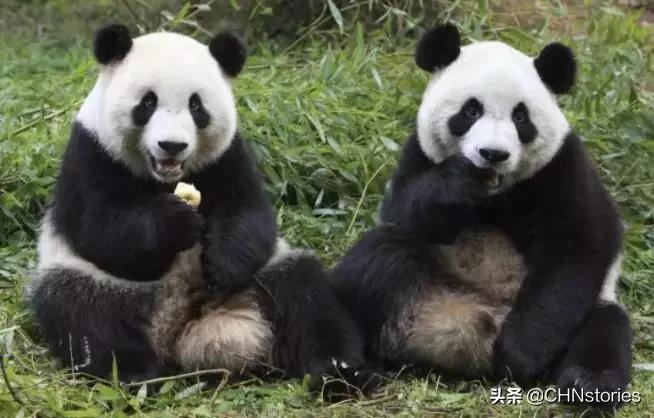 熊猫贝贝美国饲养员,海归大熊猫贝贝中国饲养员