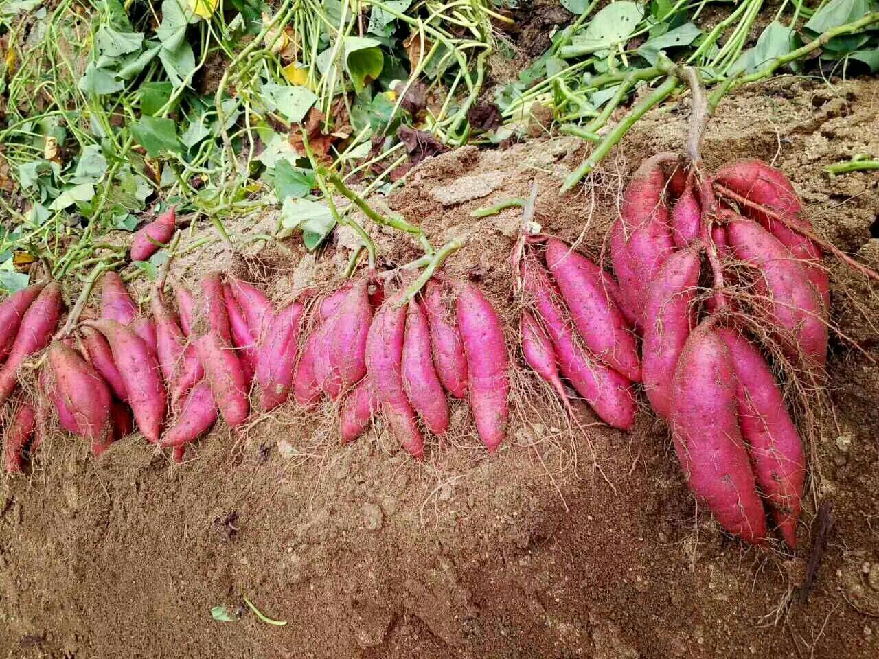 红薯属于农产品吗,红薯作为主要粮食作物