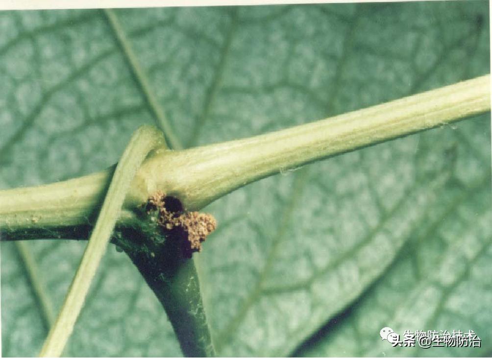 蛀干害虫是钻蛀害虫吗,果树枝干钻蛀害虫图片