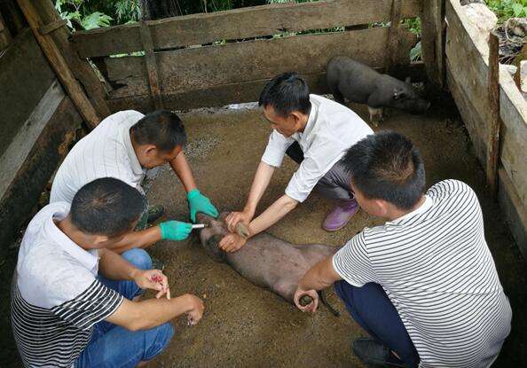 高热病的原因及治疗方法,高热可能是什么疾病导致