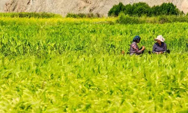 藏族的特色节日是什么节,藏族的特色节是什么