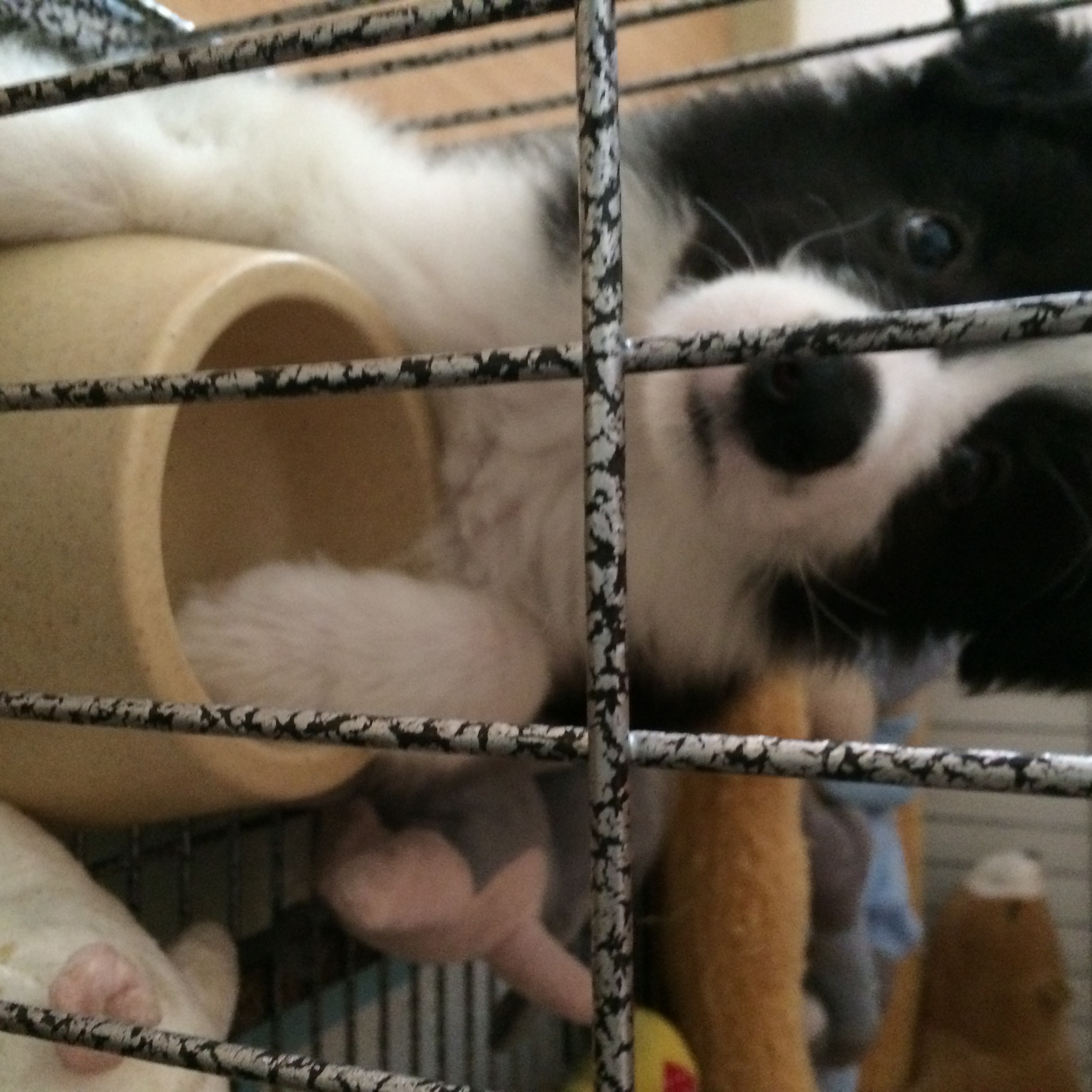 我的狗生病了但是还很活泼,一只狗得了犬瘟最后痊愈了