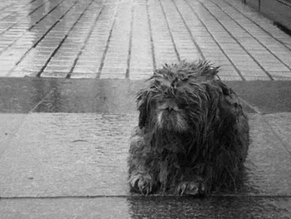 机械自动伞用法,自动收放机械伞