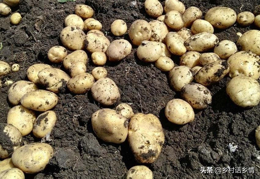 马铃薯提高产量的方法,马铃薯产量形成关键时期