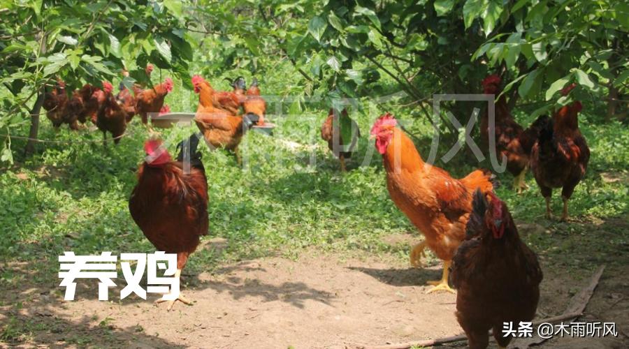 从红极一时到销声匿迹，包山头林地养鸡失败，4点没做好惹的祸？