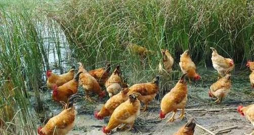 氨丙啉治疗鸡球虫需要集中用药么,鸡得了球虫有什么症状