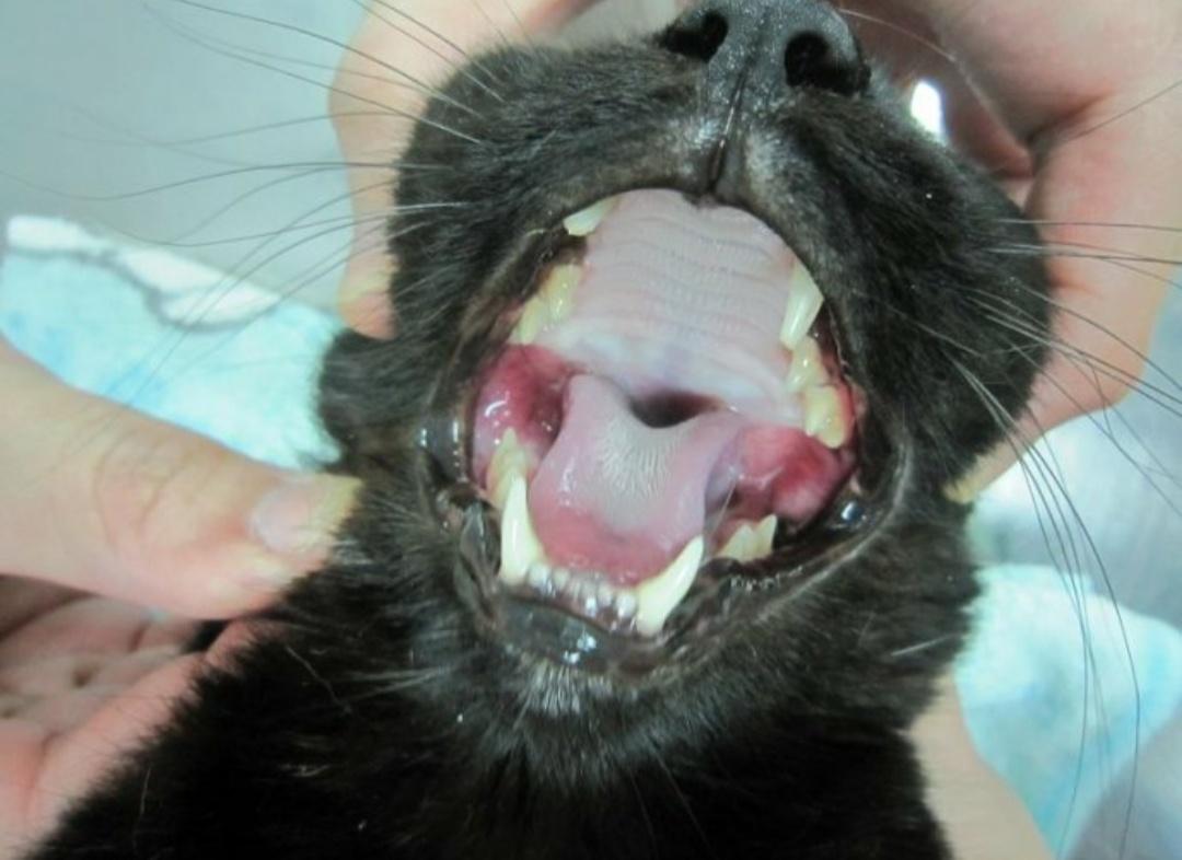 狗狗口炎特效药,狗狗口炎阿莫西林克拉维酸钾