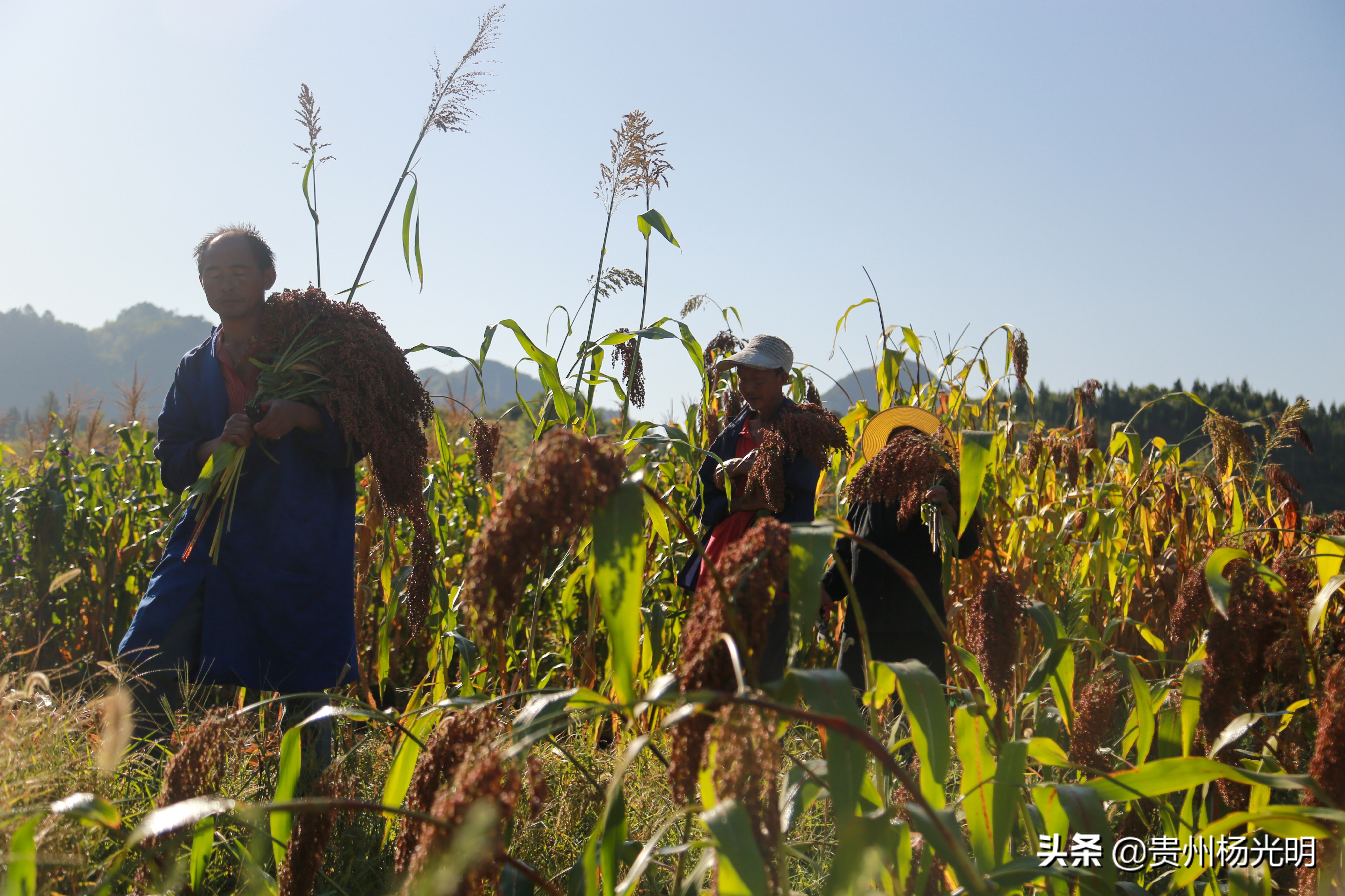贵州毕节黔西县雨朵农场,江西萍乡葡萄喜丰收农民笑开颜