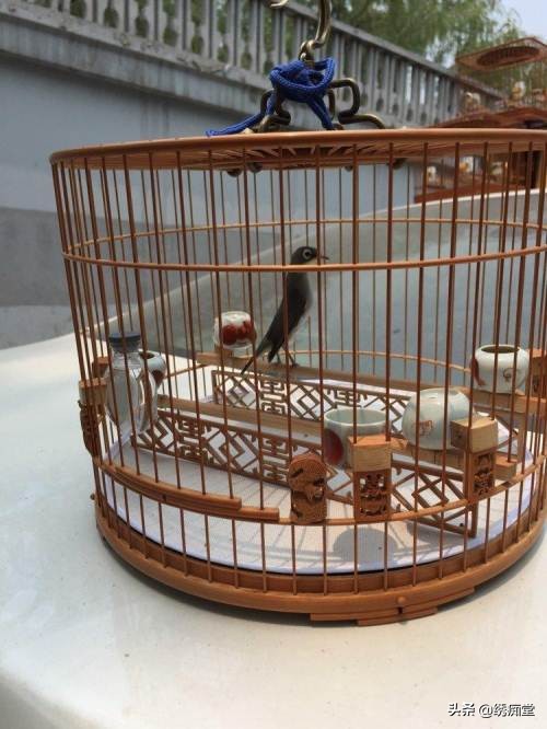 大金黄鸟仰头怎么办,生鸟入笼怎么防止仰头