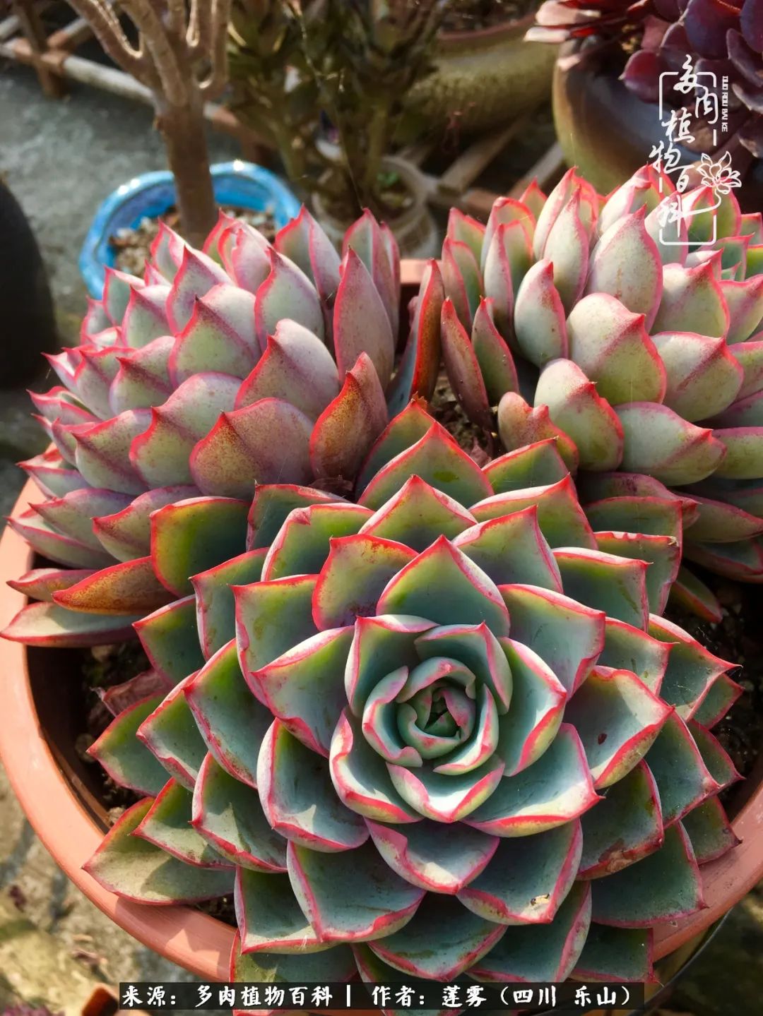 治愈系多肉精灵,初冬携一抹暖阳与多肉相伴