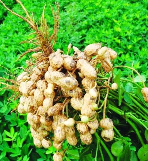 氯吡脲的膨果技术,氯吡脲用量过大会落果吗