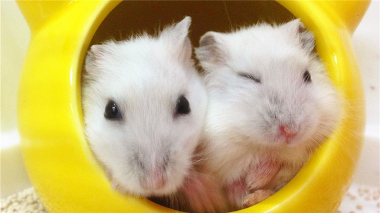 自制仓鼠磨牙工具,最好用什么给仓鼠磨牙齿