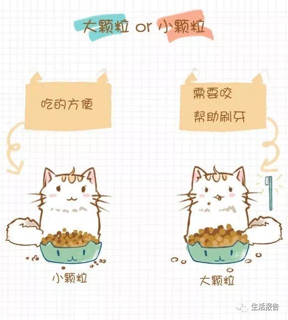 仅8.2%的猫粮符合标准！你是个合格的铲屎官么？