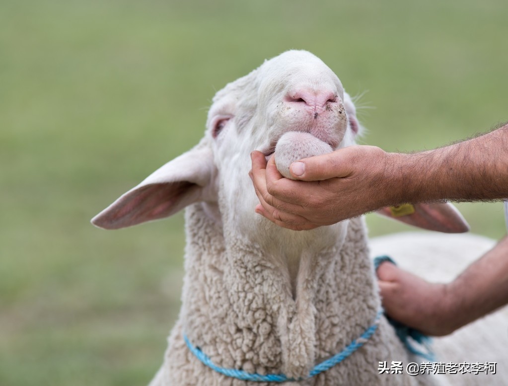 羊口炎症状图片,预防羊口炎的有效措施