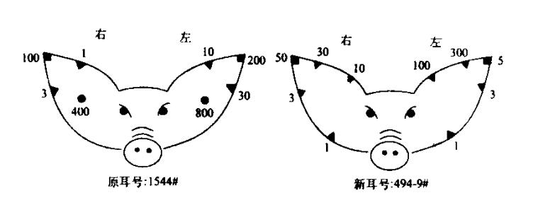 母猪分娩手法详解猪友实战分享,母猪产房容易遇见的难题