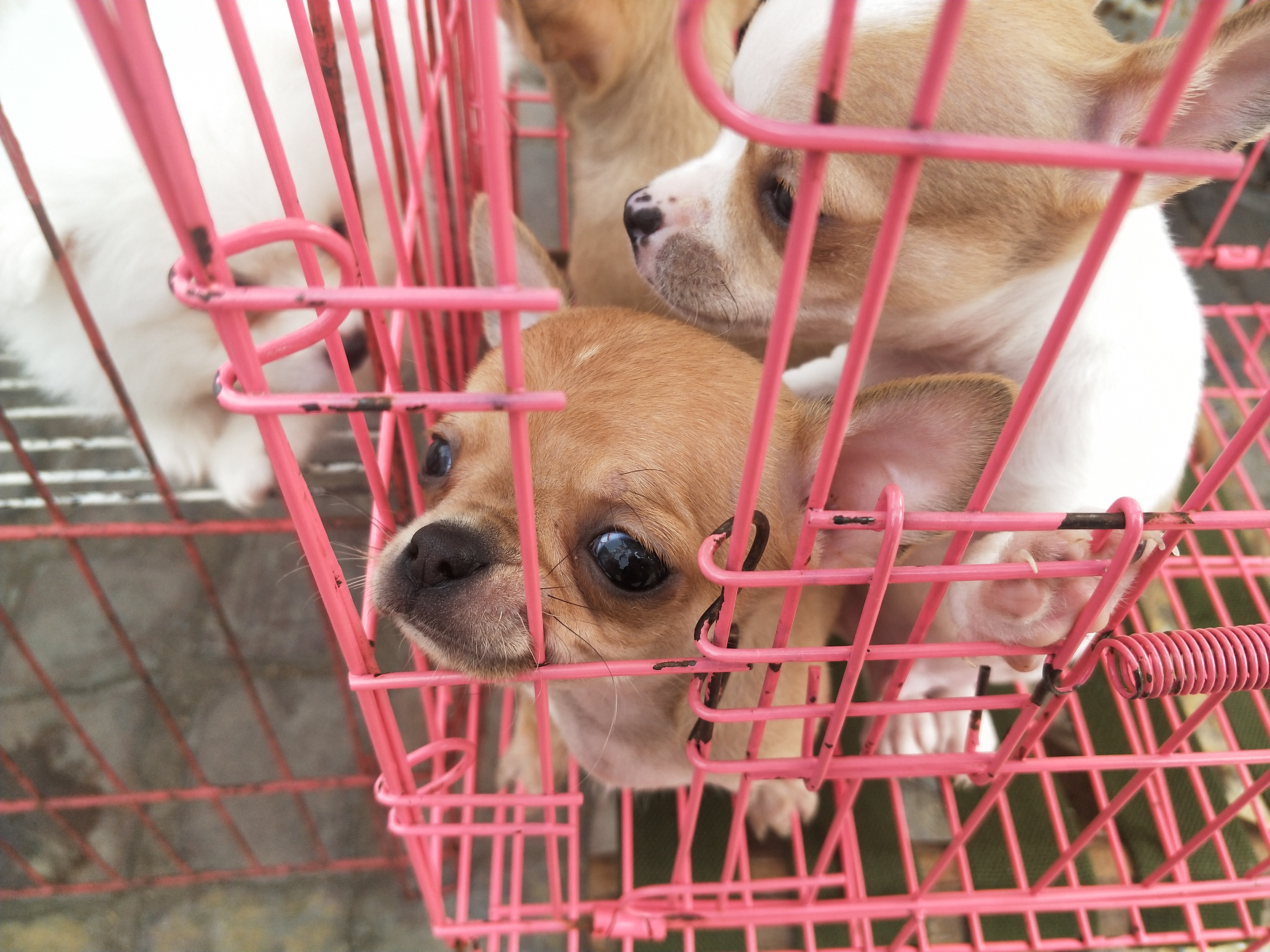 开封四大狗市排名,四种公认最好的狗市